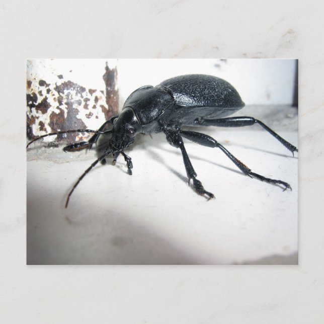 Ground Beetle Postcard (Front)