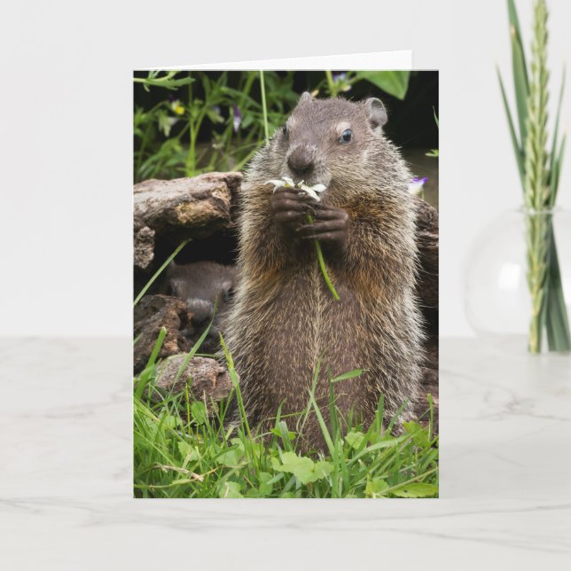 Ground Hog Munching on a Flower Card (Front)