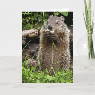 Ground Hog Munching on a Flower Card