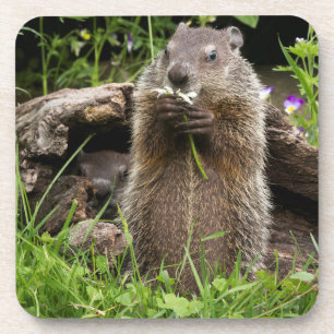 Ground Hog Munching on a Flower Coaster