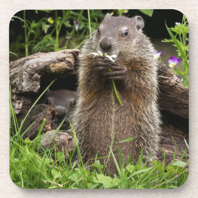 Ground Hog Munching on a Flower Coaster (Front)