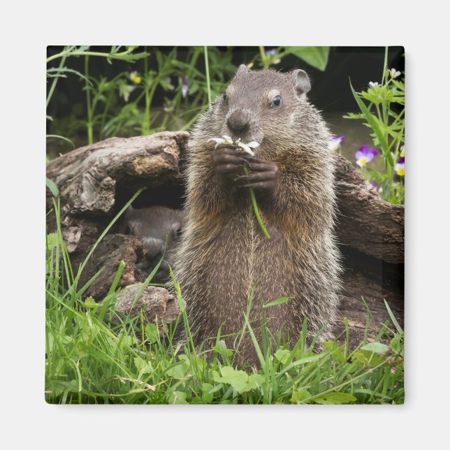 Ground Hog Munching on a Flower Magnet (Front)