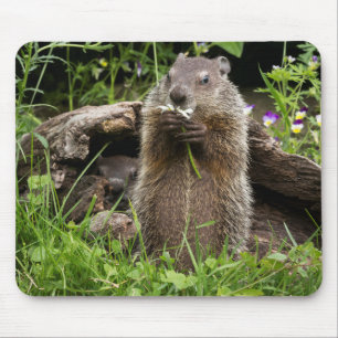 Ground Hog Munching on a Flower Mouse Mat