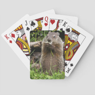 Ground Hog Munching on a Flower Playing Cards