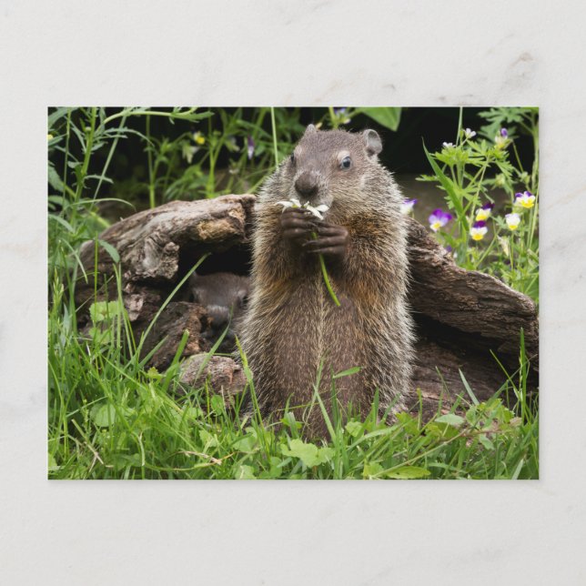 Ground Hog Munching on a Flower Postcard (Front)