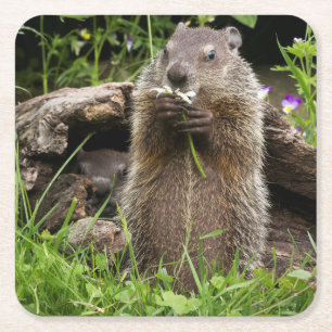 Ground Hog Munching on a Flower Square Paper Coaster
