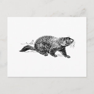 Ground Hog Postcard