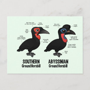 Ground Hornbil Statistics Postcard
