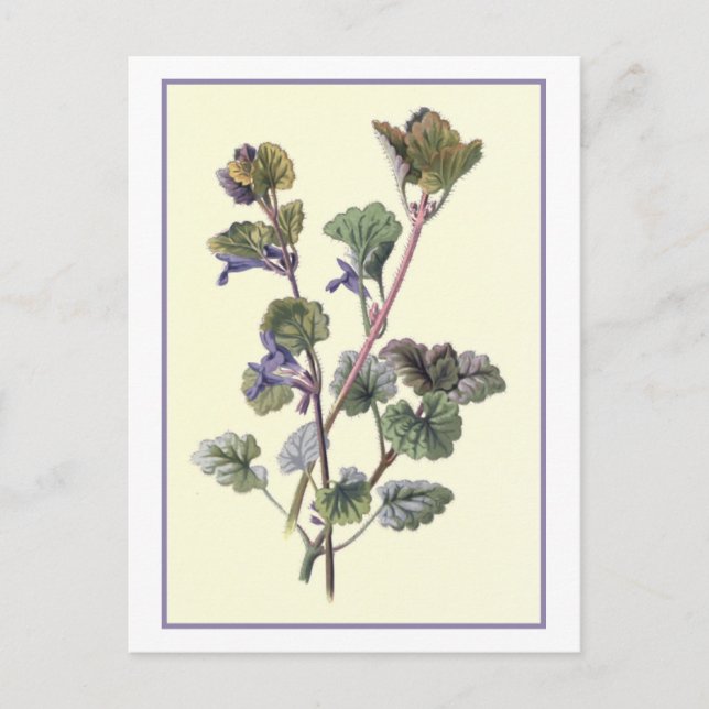 "Ground Ivy" Botanical Illustration Postcard (Front)