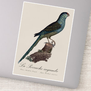 Ground Parrot or Swamp Parrot, Pezoporus Wallicus