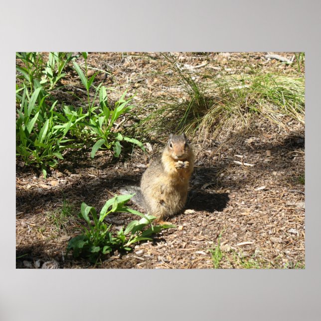 Ground Squirrel 4 Photo Print (Front)