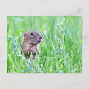 Ground Squirrel in the Grass Photo Postcard