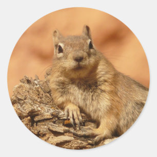 Ground Squirrel Photo Classic Round Sticker