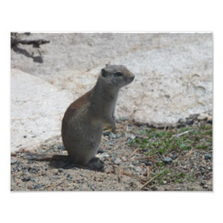 Ground squirrel Photographic Print