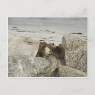 Ground Squirrels in Love Postcard