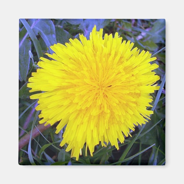 Grounded Sunshine Magnet (Front)