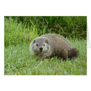 Groundhog