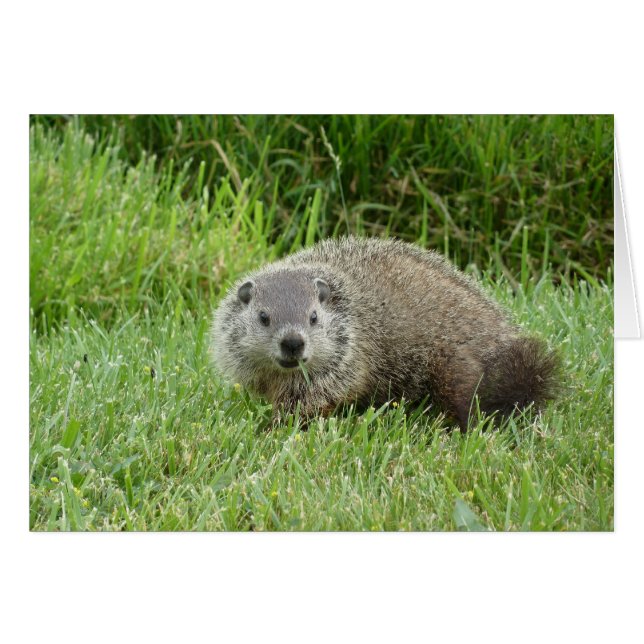Groundhog (Front Horizontal)