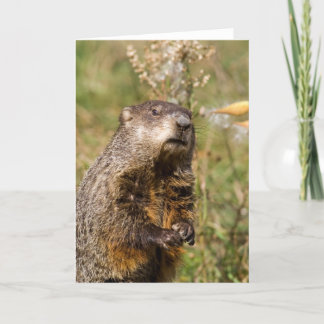 Groundhog Card