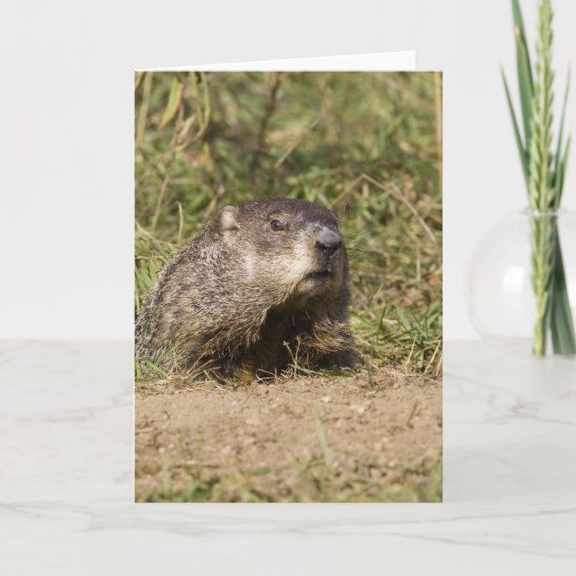 Groundhog Card (Front)