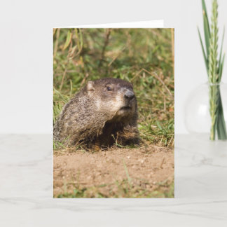 Groundhog Card