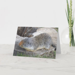 Groundhog  card