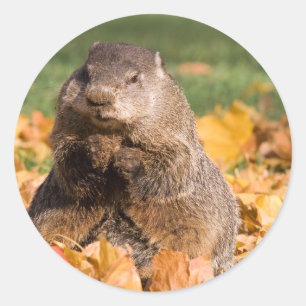 Groundhog Classic Round Sticker