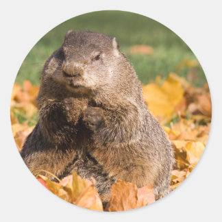 Groundhog Classic Round Sticker