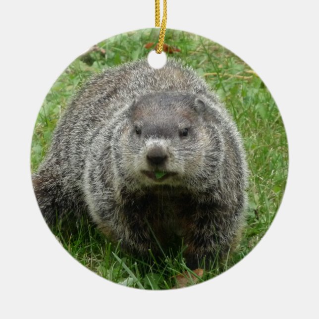 Groundhog eating ceramic tree decoration (Front)