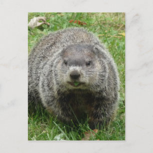 Groundhog eating postcard