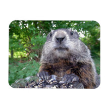 Groundhog Flexi magnet 3 x 4