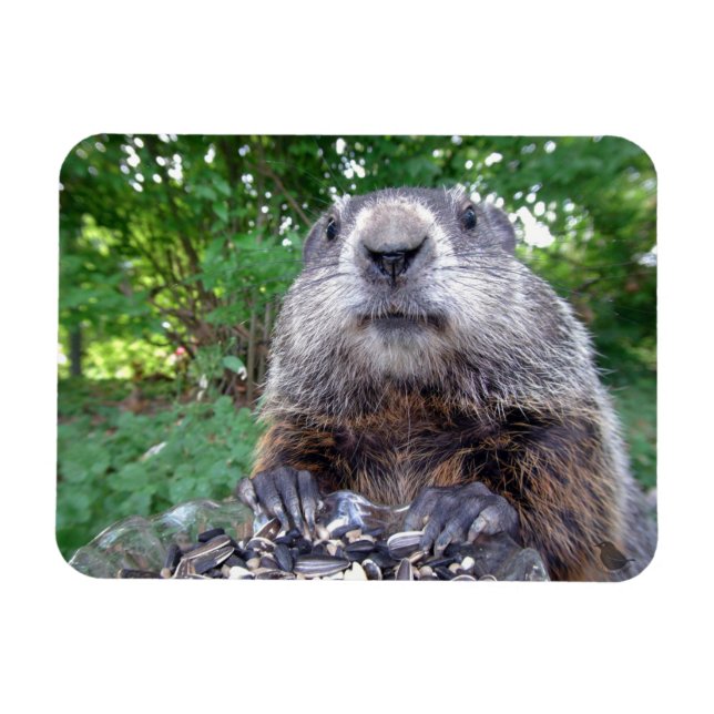 Groundhog Flexi magnet 3 x 4 (Horizontal)