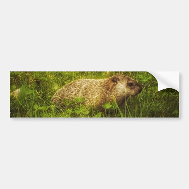 Groundhog in a field bumper sticker (Front)
