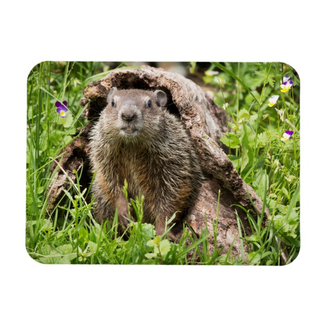 Groundhog in a Hollow Log Magnet (Horizontal)
