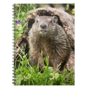 Groundhog in a Hollow Log Notebook