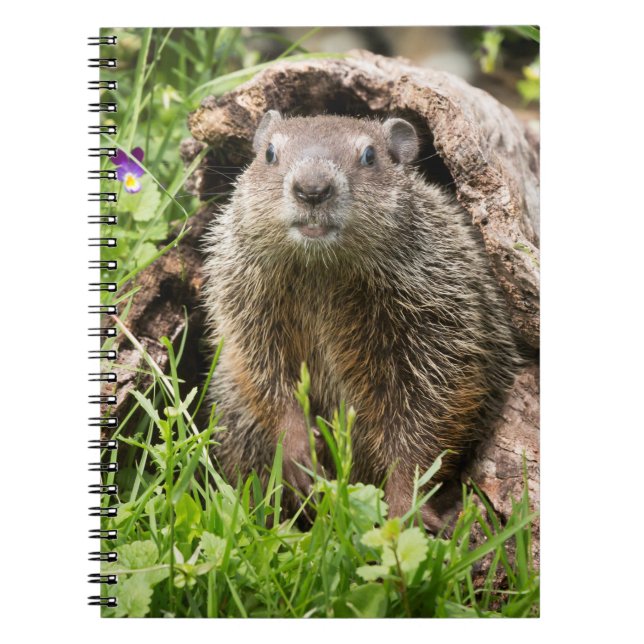 Groundhog in a Hollow Log Notebook (Front)