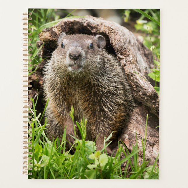 Groundhog in a Hollow Log Planner (Front)