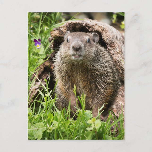 Groundhog in a Hollow Log Postcard (Front)