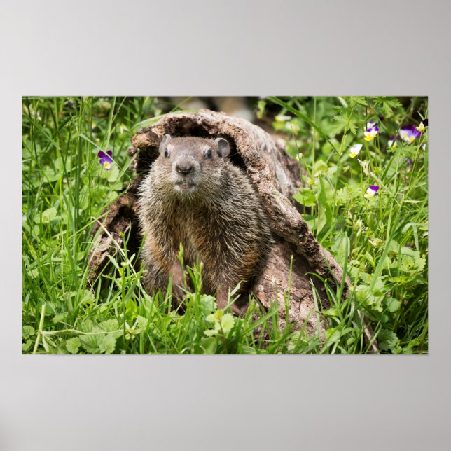 Groundhog in a Hollow Log Poster (Front)