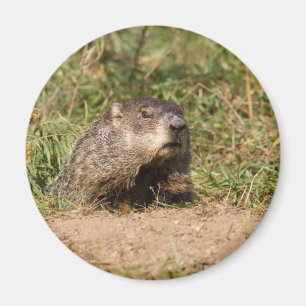 Groundhog Magnet