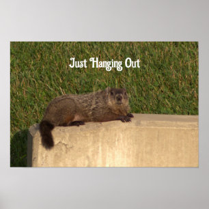 Groundhog on a Wall Poster