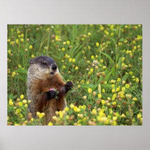 Groundhog Pose Poster