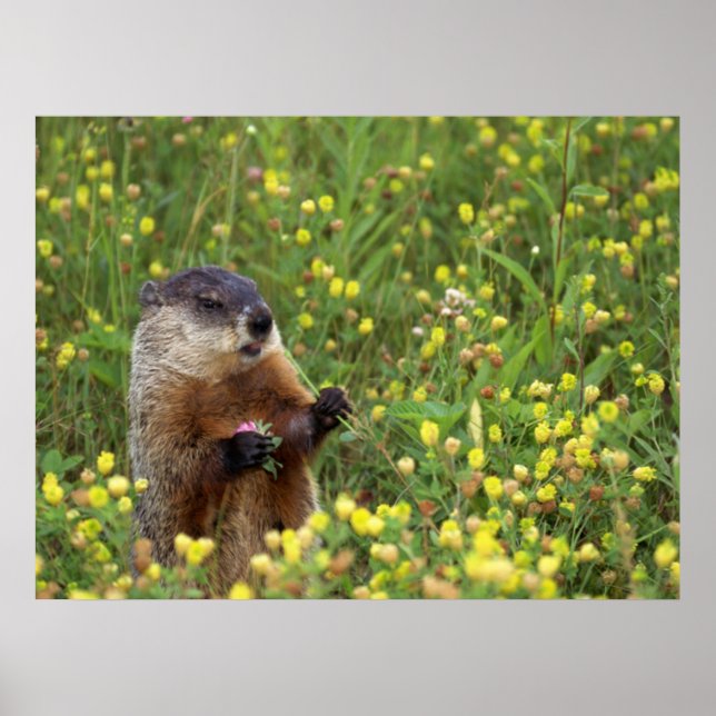 Groundhog Pose Poster (Front)