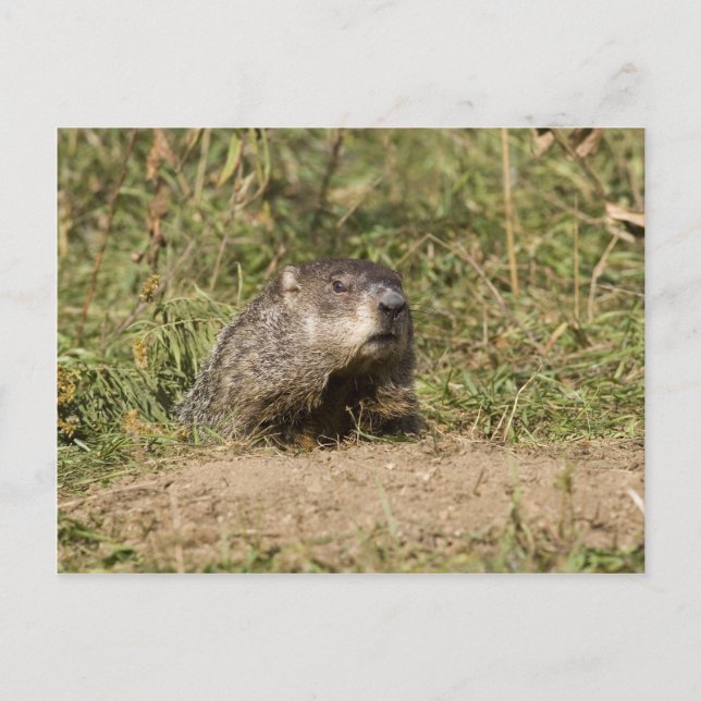 Groundhog Postcard (Front)