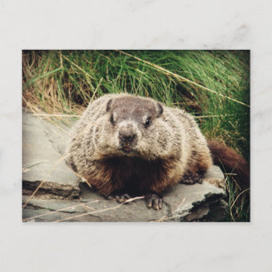 Groundhog Postcard