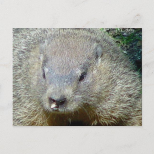 Groundhog Postcard (Front)
