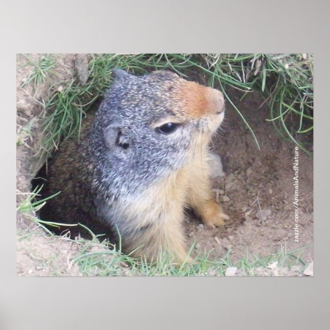 Groundhog Poster (Front)