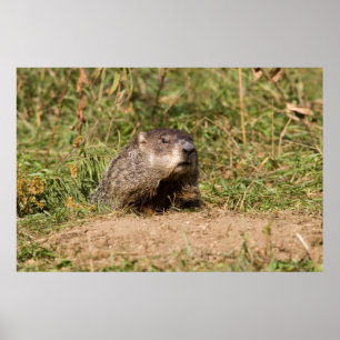 Groundhog Poster