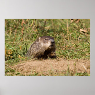 Groundhog Poster