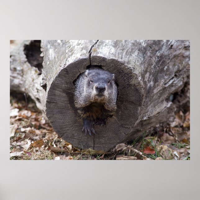 Groundhog Poster (Front)